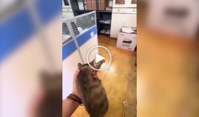 Девушка воспользовалась услугами уличного кота