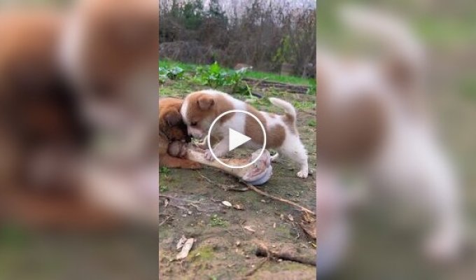 Two puppies fighting over a large bone