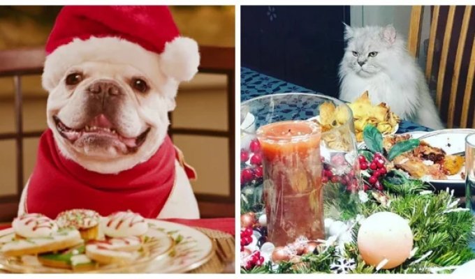 30+ pets at the New Year's table and in a festive atmosphere (31 photos)