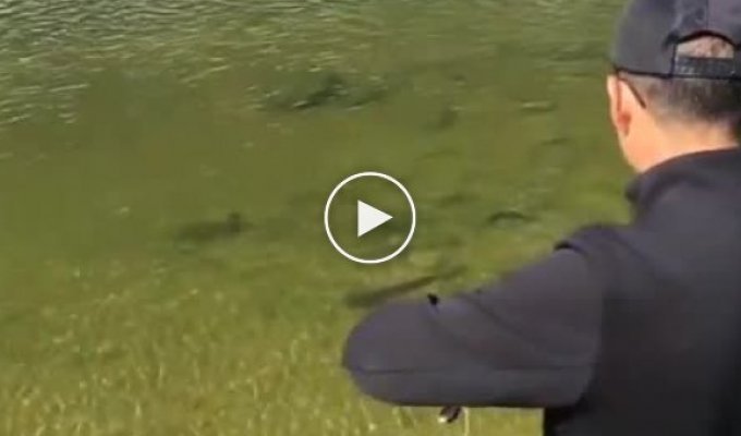 Необычный способ охоты на рыбу