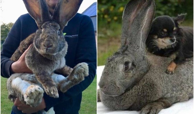 Фландри - велетні серед кроликів (12 фото + 2 відео)