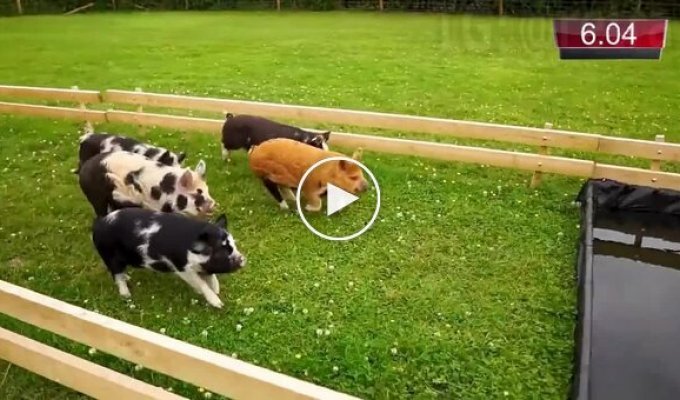 Annual pig race in Britain