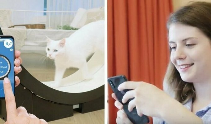 Корейцы придумали умный тренажёр для толстых котов (8 фото + 1 видео)