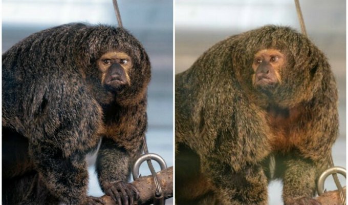 Интернет удивила обезьяна-бодибилдер из финского зоопарка (8 фото)