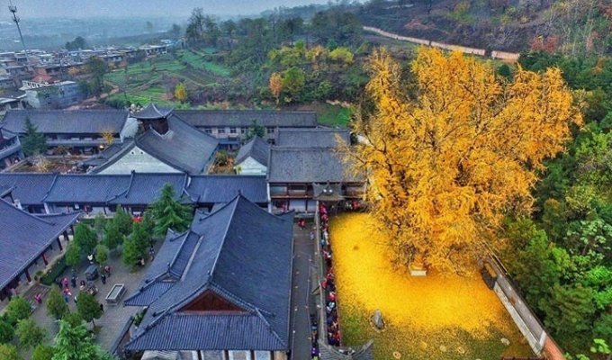 1400-летнее дерево сбросило осенние листья и это что-то невероятное (10 фото)