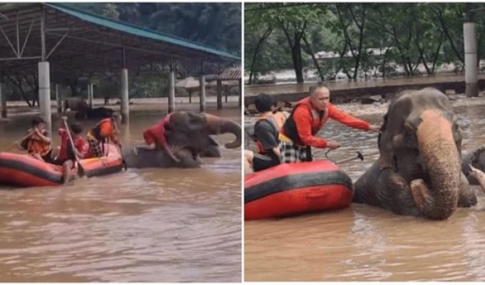 More than 100 elephants had to be urgently evacuated in Thailand (2 photos + 3 videos)