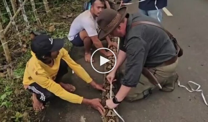 В Индонезии нашли рекордного сетчатого питона длиной 7,2 метра