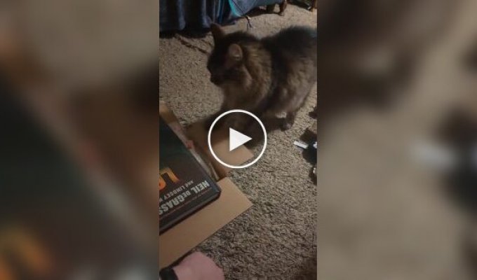 A cat and an uncooperative lid