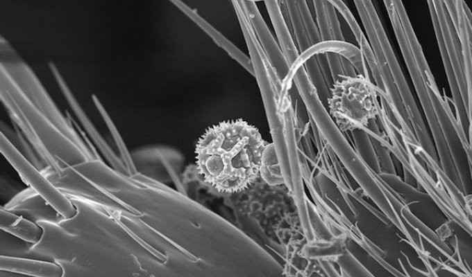 Пчела под микроскопом (3 фото)