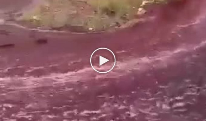 A river of wine in Portugal was caught on video