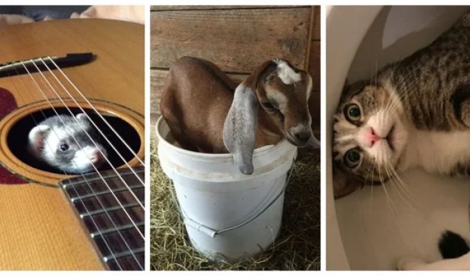 25  животных, не  рассчитавших траекторию и  открывших закон подлости (26 фото)