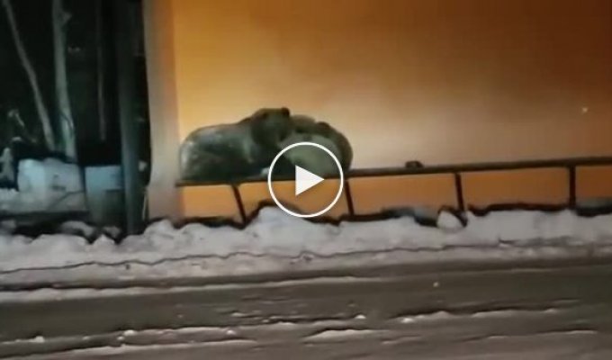 На Камчатке медведица с детенышами пряталась от пурги на остановке