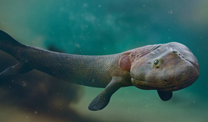 Тиктаалик: рыба с лёгкими, шеей и почти настоящими конечностями (7 фото)