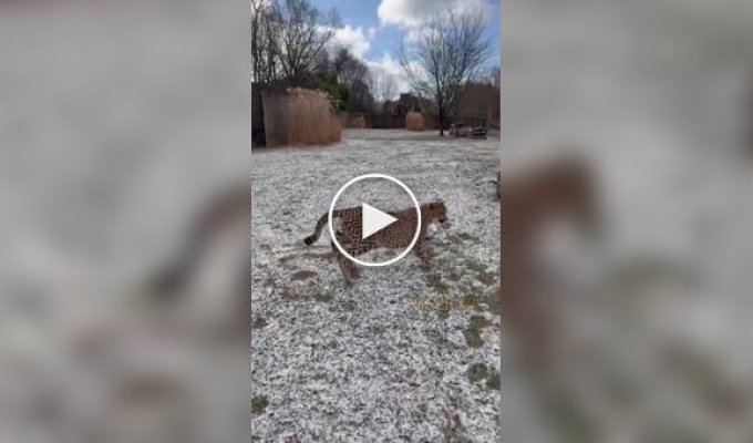 Гепарды гоняются за мячом