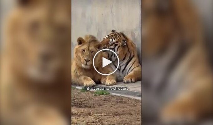 All cats are the same