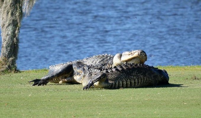 Во Флориде два аллигатора подрались на поле для гольфа на глазах у изумленных игроков (7 фото)