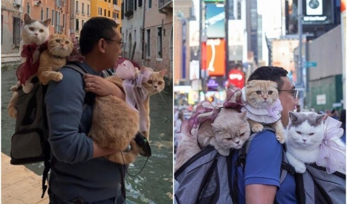 Пара путешествует по разным странам с тремя кошками (12 фото)