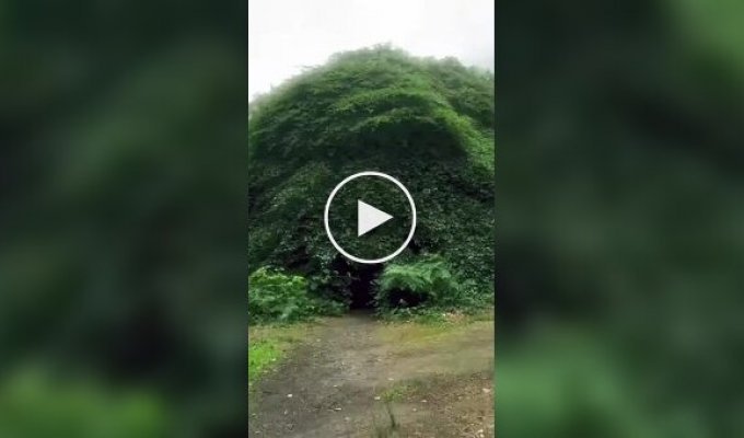 Тайная комната под кроной