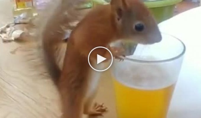 In the Odessa region, a squirrel went out to people to drink beer and eat fish