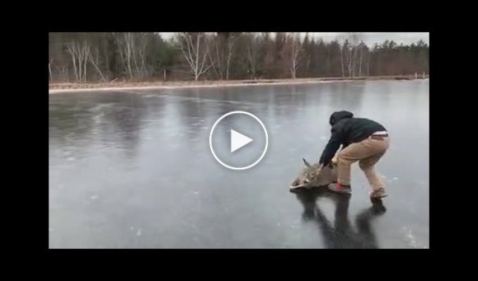 В Висконсине мужчина спас оленя, который не мог выбраться со скользкого льда озера