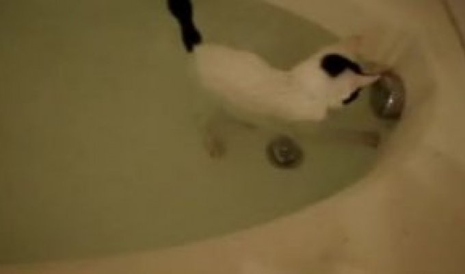 Кот, любящий воду