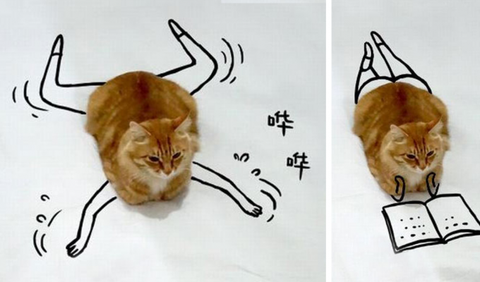 Пользователи интернета дорисовывают эту фотографию кота, отправляя его к новым приключениям (32 фото)