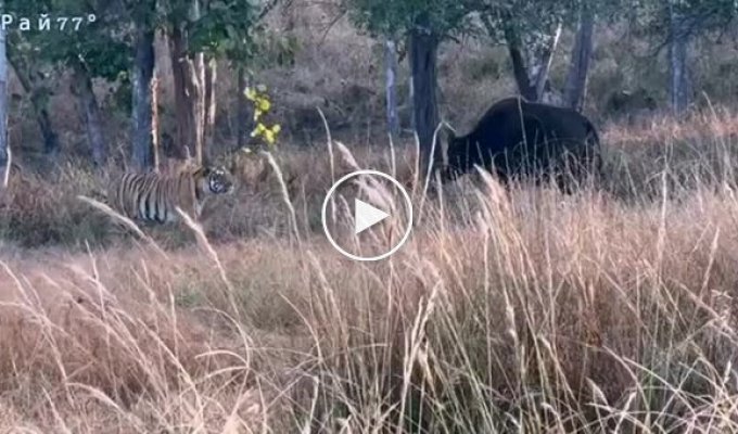 The tiger miscalculated by choosing the gaur as prey