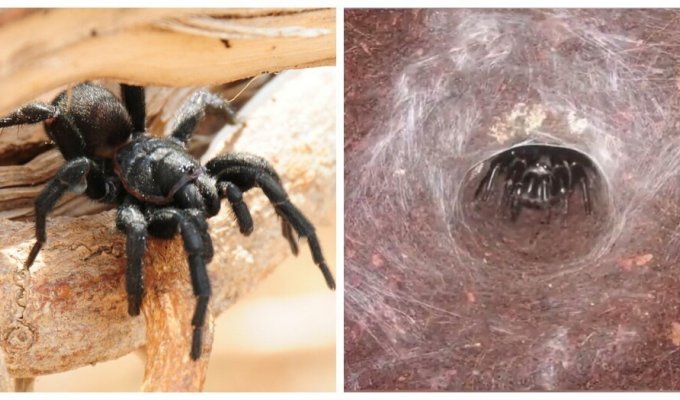 Сиднейский воронковый паук – скромник, который может организовать массу проблем (5 фото + 1 видео)