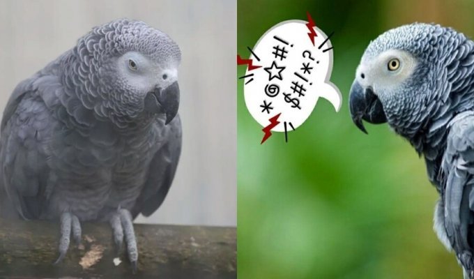In England, zoo staff are trying to stop parrots from swearing (2 photos)