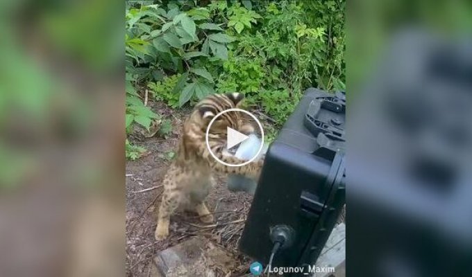 Дикий котенок играет с фотоловушкой