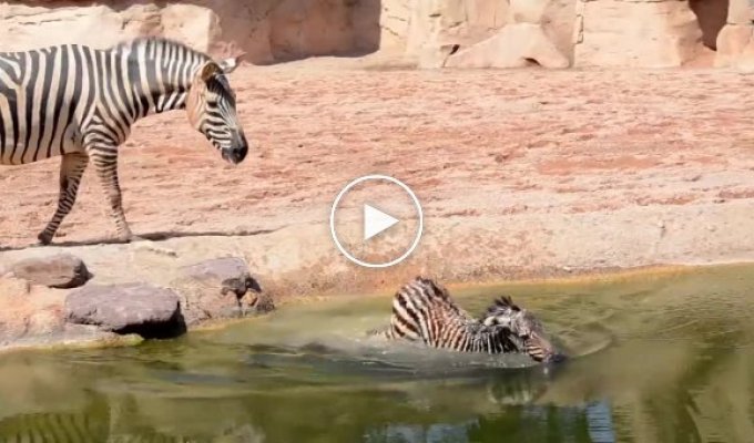 Работники зоопарка спасли от утопления новорожденную зебру, которая свалилась в водоём