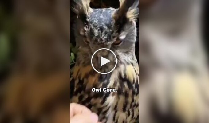 Очаровательные совы