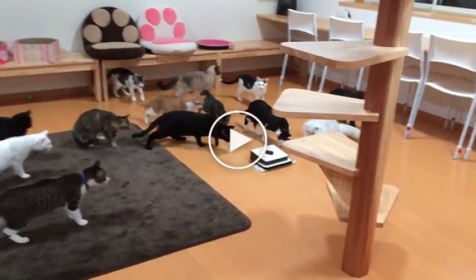Любопытные кошки против робота-уборщика