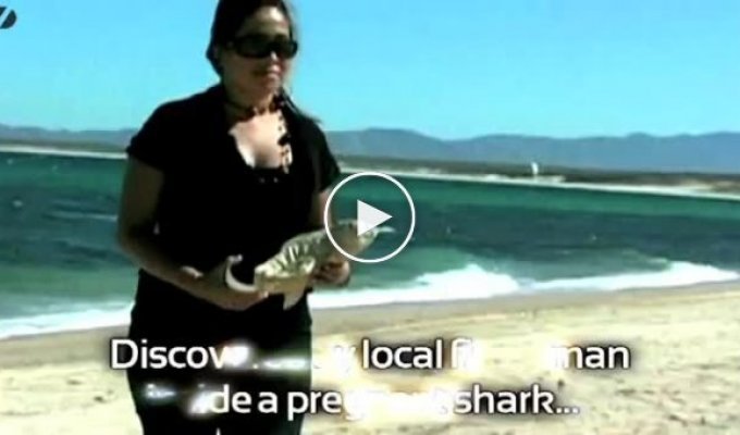 В Калифорнийском заливе нашли акулу-циклопа