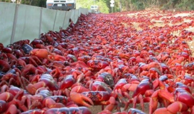 Тысячи красных крабов заполонили дороги, мосты и почти весь остров Рождества в Австралии (3 фото + видео)