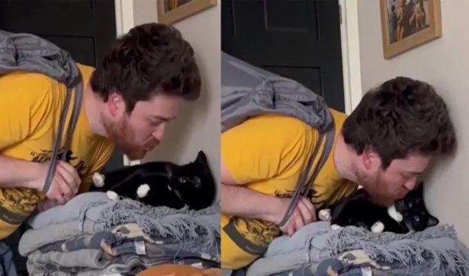Кошка пытается избежать поцелуя (2 фото + 1 видео)