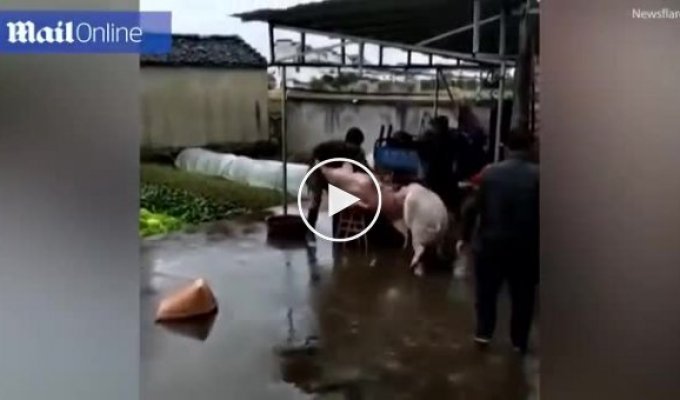 В Китае свинья накинулась на мясников, чтобы спасти соплеменницу