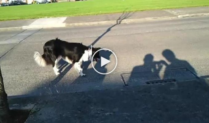 Собака нападает на тень