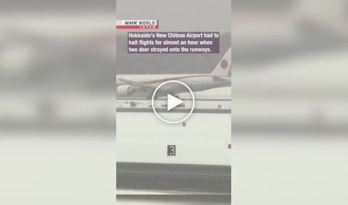 Deer walked onto the runway of a Japanese airport