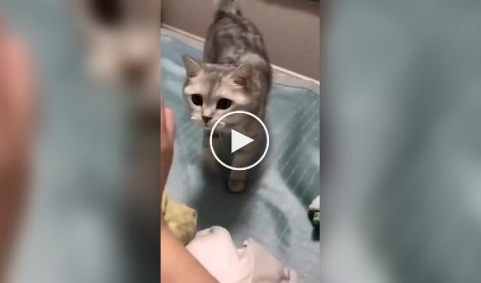 Вечно голодные коты