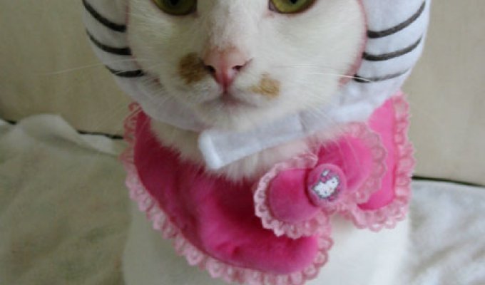 Японцы придумали гламурную одежду для кошек :)