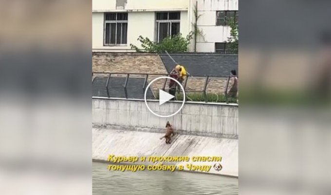 A courier saved a drowning dog