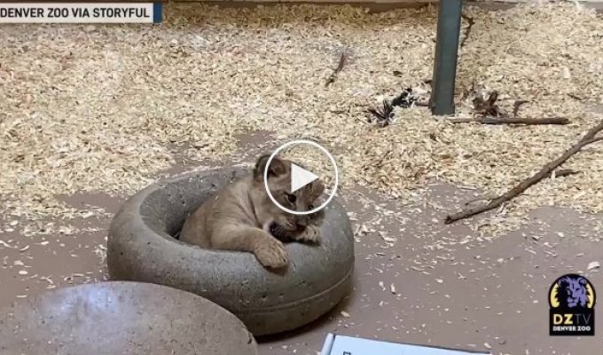 Папа-лев и его львенок впервые встретились в зоопарке трогательное видео