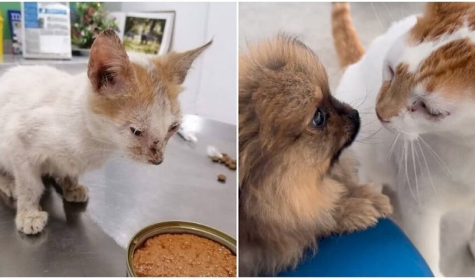 A cat picked up from the street became an “employee” of a veterinary clinic (13 photos + 1 video)
