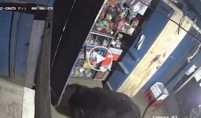 Медведь ночью устроил ревизию в магазине