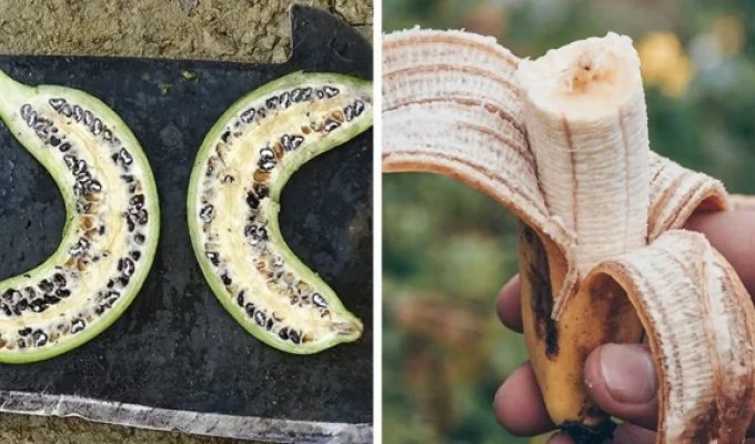 What fruits and vegetables looked like before selection (14 photos)