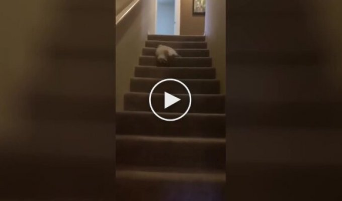 Кот придумал оригинальный способ спуска по лестнице
