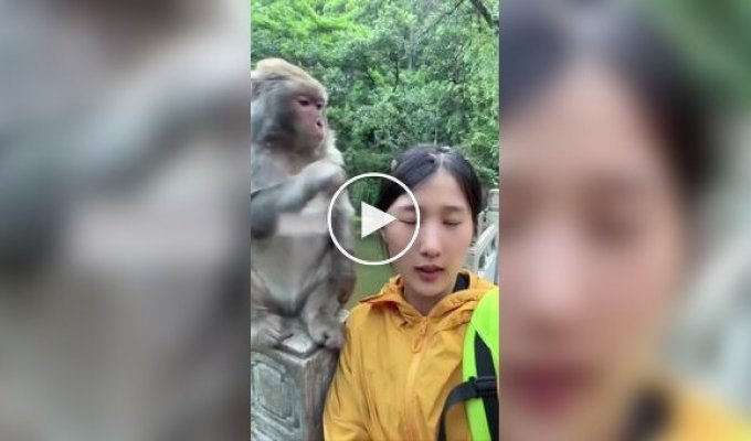 A street monkey was found in China doing "business"