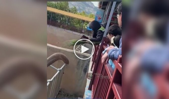 Слон из китайского зоопарка вернул кепку туристу и станцевал от радости