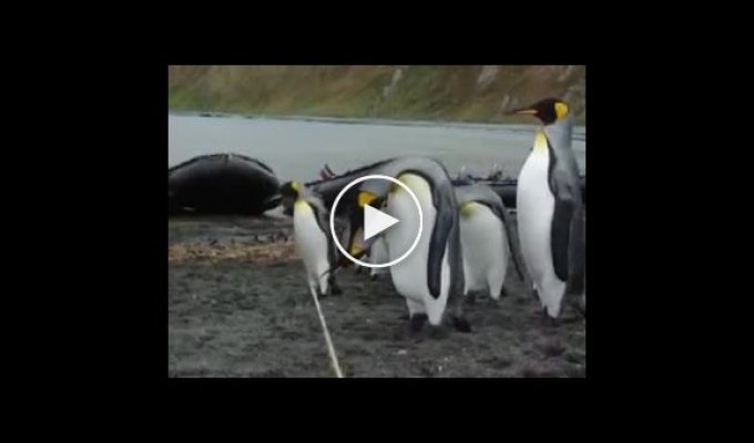 Как занять пингвинов на весь день